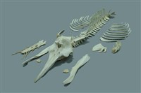 藏品(銀杏齒中喙鯨)的圖片